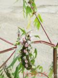 Առյուծագի հնգաբերան - Пустырник пятилопастный - Leonurus quinquelobatus Gilib