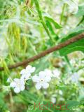 Անմոռուկ - Незабудка - Myosotis