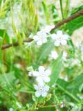 Անմոռուկ - Незабудка - Myosotis