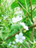 Անմոռուկ - Незабудка - Myosotis