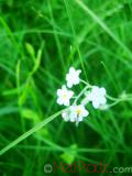 Անմոռուկ - Незабудка - Myosotis