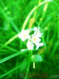 Անմոռուկ - Незабудка - Myosotis