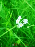 Անմոռուկ - Незабудка - Myosotis
