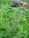 Ծխաբույս հասարակ դեղատու - Дымянка лекарственная - Fumaria officinalis L.