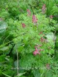 Ծխաբույս հասարակ դեղատու - Дымянка лекарственная - Fumaria officinalis L.