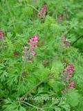 Ծխաբույս հասարակ դեղատու - Дымянка лекарственная - Fumaria officinalis L.