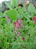 Ծխաբույս հասարակ դեղատու - Дымянка лекарственная - Fumaria officinalis L.