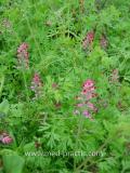 Ծխաբույս հասարակ դեղատու - Дымянка лекарственная - Fumaria officinalis L.