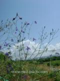 Delphinium consolida L.