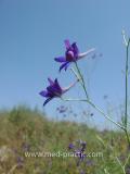 Delphinium consolida L.