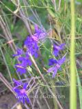 Delphinium consolida L.