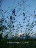 Delphinium consolida L.