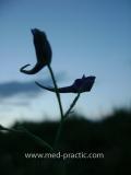 Delphinium consolida L.