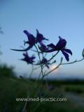 Delphinium consolida L.