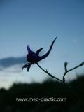 Delphinium consolida L.