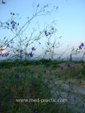 Delphinium consolida L.