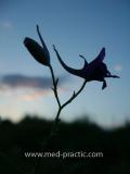 Delphinium consolida L.