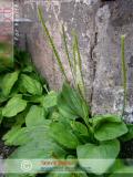 Եզան լեզու մեծ - Подорожник большой - Plantago major L.