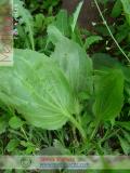 Եզան լեզու մեծ - Подорожник большой - Plantago major L.