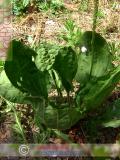 Եզան լեզու մեծ - Подорожник большой - Plantago major L.