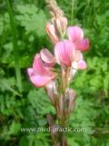 Эспарцет песчаный(Эспарцет посевной)-  Onobrychis arenaria (Kit) L.