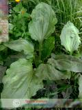Եզան լեզու մեծ - Подорожник большой - Plantago major L.