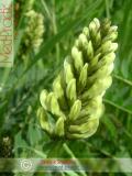 Գազ մանրագլխիկ — Астрагал мелкоголовчатый - Astragalus microcephalus Wild.