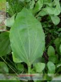 Եզան լեզու մեծ - Подорожник большой - Plantago major L.