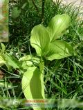 Եզան լեզու մեծ - Подорожник большой - Plantago major L.