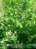 Երեքնուկ մարգագետնային - Клевер луговой - Trifolium pratense L.