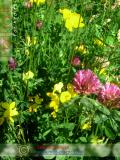Երեքնուկ մարգագետնային - Клевер луговой - Trifolium pratense L.