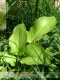 Եզան լեզու մեծ - Подорожник большой - Plantago major L.