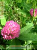 Երեքնուկ մարգագետնային - Клевер луговой - Trifolium pratense L.