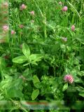 Երեքնուկ մարգագետնային - Клевер луговой - Trifolium pratense L.