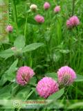 Երեքնուկ մարգագետնային - Клевер луговой - Trifolium pratense L.