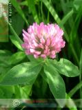 Երեքնուկ մարգագետնային - Клевер луговой - Trifolium pratense L.
