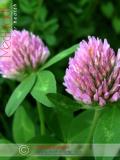 Երեքնուկ մարգագետնային - Клевер луговой - Trifolium pratense L.