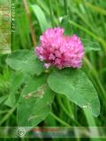 Երեքնուկ մարգագետնային - Клевер луговой - Trifolium pratense L.