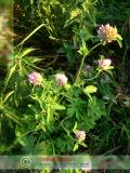 Երեքնուկ մարգագետնային - Клевер луговой - Trifolium pratense L.