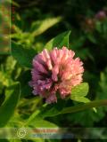 Երեքնուկ մարգագետնային - Клевер луговой - Trifolium pratense L.