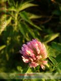 Երեքնուկ մարգագետնային - Клевер луговой - Trifolium pratense L.