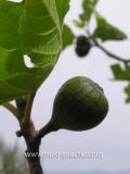 Թզենի - Инжир - Figs