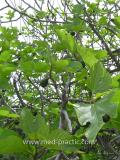 Թզենի - Инжир - Figs