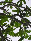 Թզենի - Инжир - Figs