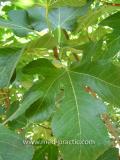 Թզենի - Инжир - Figs
