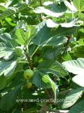 Թզենի - Инжир - Figs