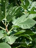 Թզենի - Инжир - Figs
