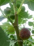 Թզենի - Инжир - Figs