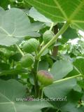 Թզենի - Инжир - Figs