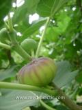 Թզենի - Инжир - Figs